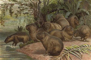 Capybara - European School